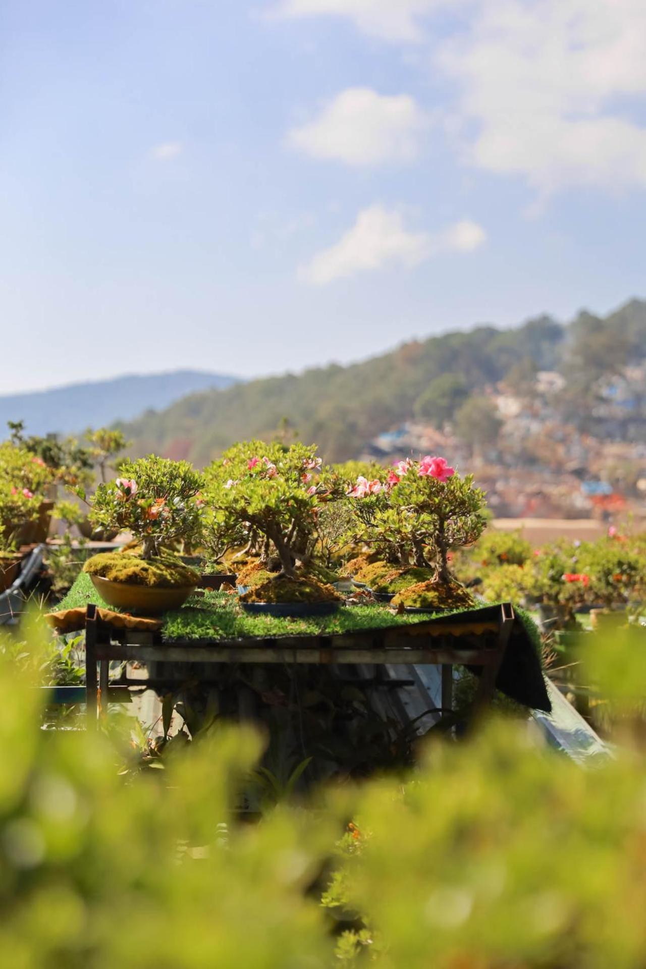 Ziczac Homestay Da Lat Eksteriør billede